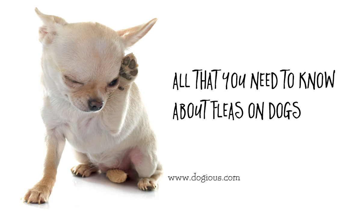 fleas on puppies all that you need to about fleas on dogs fleas on puppies all that you need to about fleas on dogs